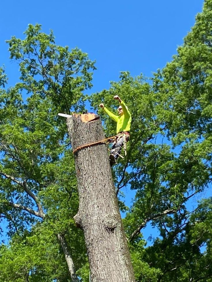 Tree felling and site clearance by Top Notch Landscaping & Tree Felling